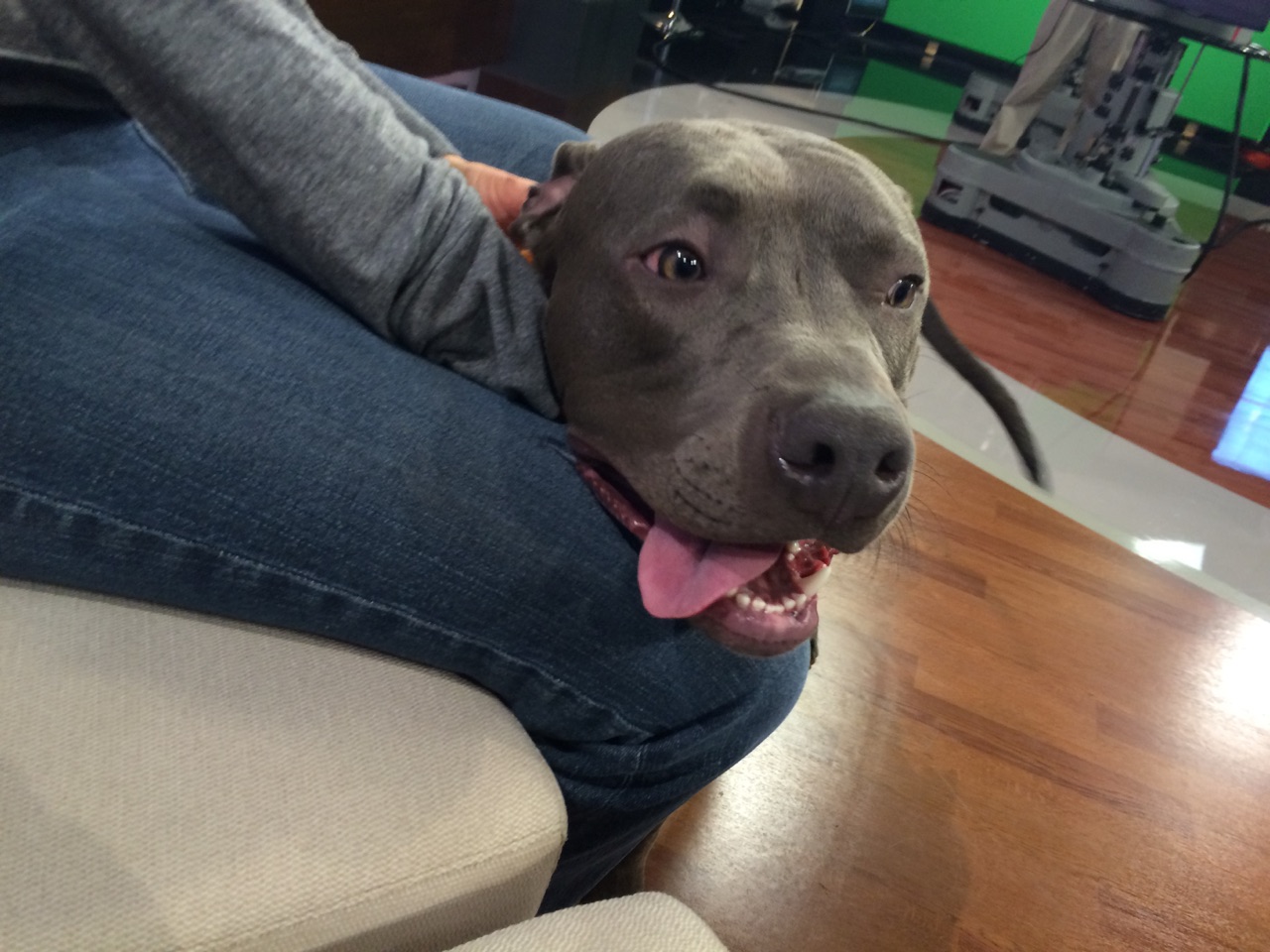 Bear the 8-month-old pit bull mix is the adoptable Pet of Week at Utah's Best Friends Animal Society Pet Adoption Center in Sugar House. (Photo: Martha Ostergar, KSL.com)