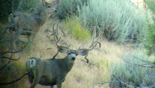 Duchesne County man convicted of illegally killing trophy deer