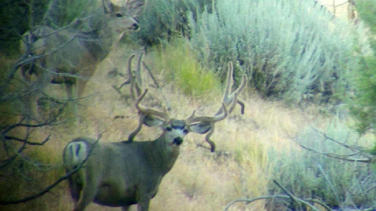 Duchesne County man convicted of illegally killing trophy deer