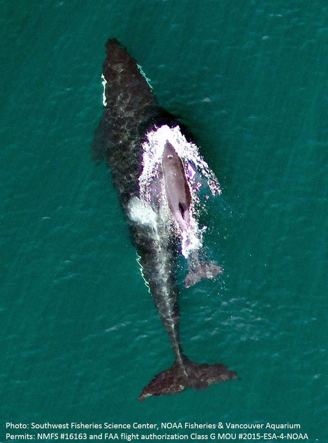 Drone captures photos of endangered baby orca, mom