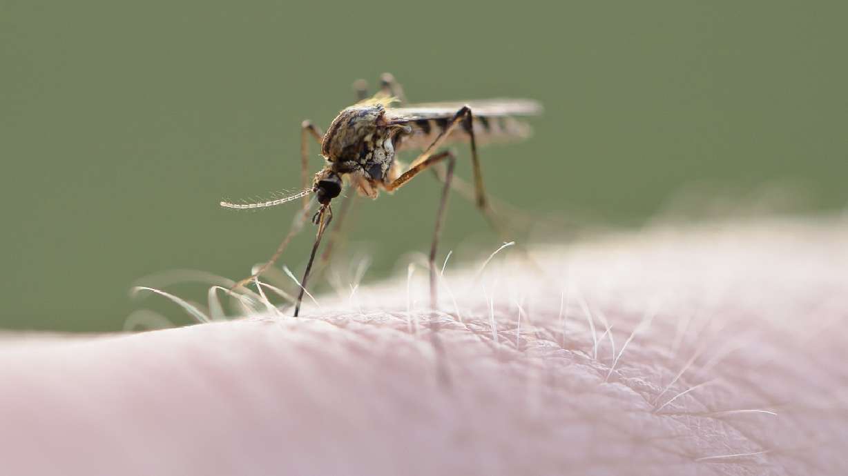 West Nile virus detected in Utah County; Human cases reported in Grand, Carbon counties