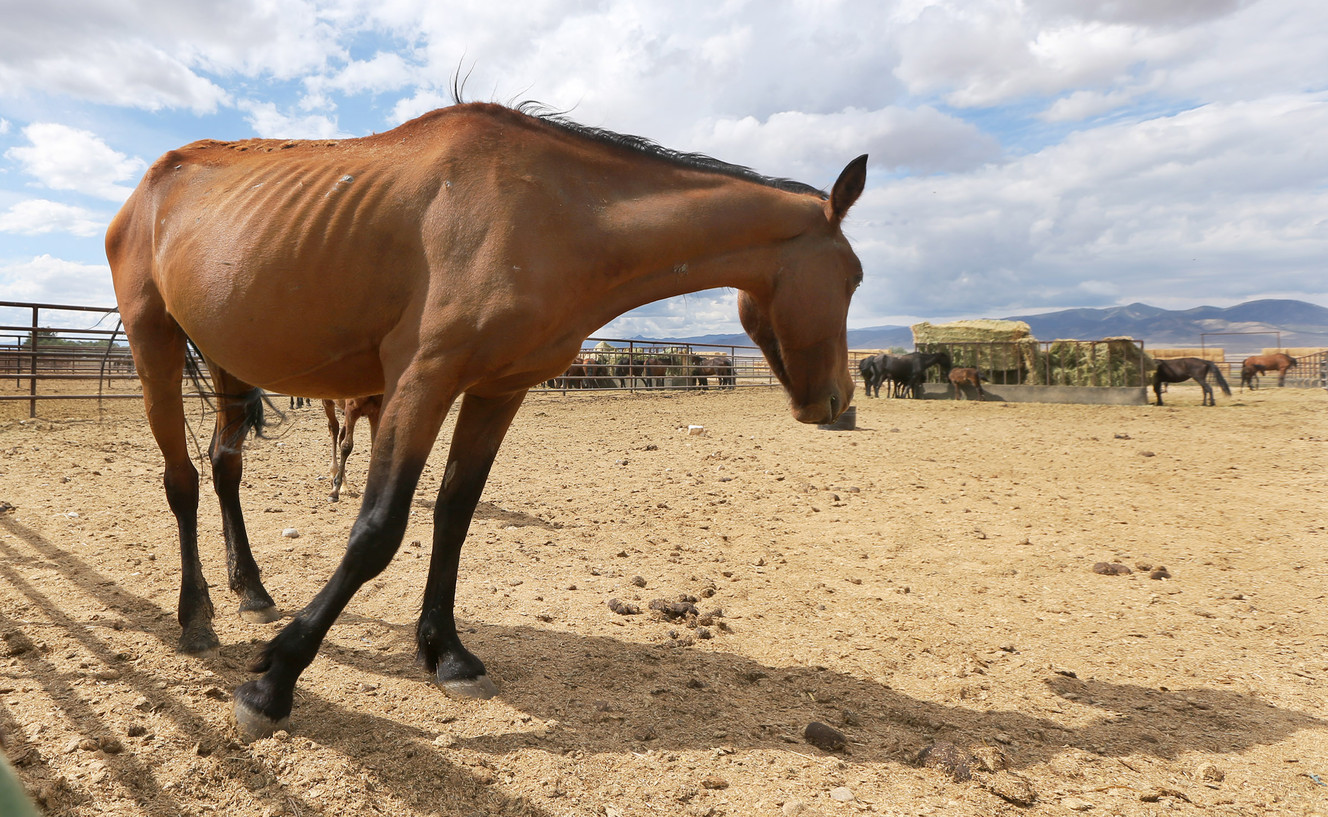 Starving Nevada horses recuperating in Utah