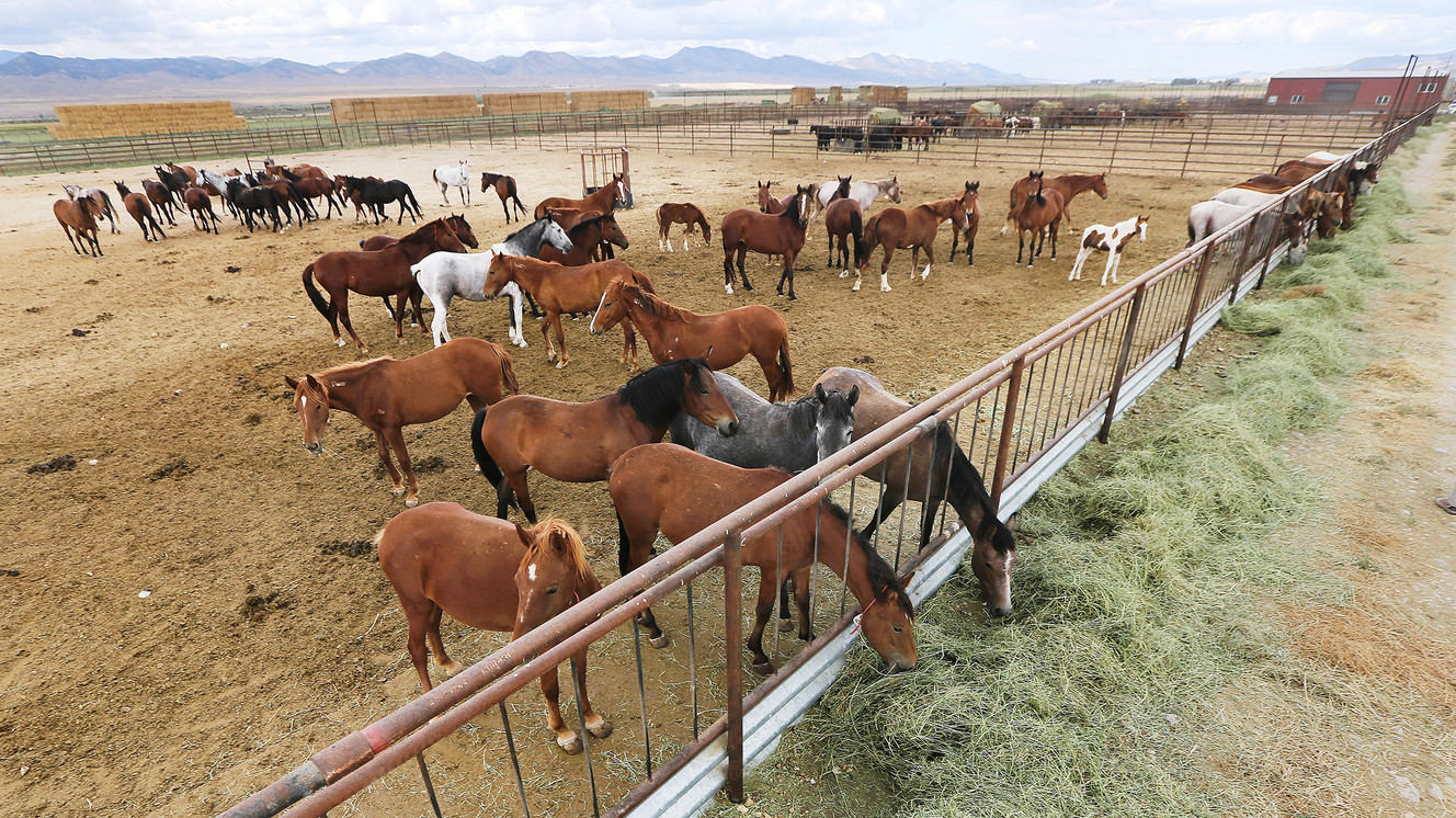 Horses eat as officials from the BLM's Wild Horse and Burro Program show the 32-acre off-range corral Monday, Sept. 14, 2015, in Axtell, Sanpete County. The property is owned and operated by Kerry Despain and his family. (Photo: Scott G Winterton, Deseret News)