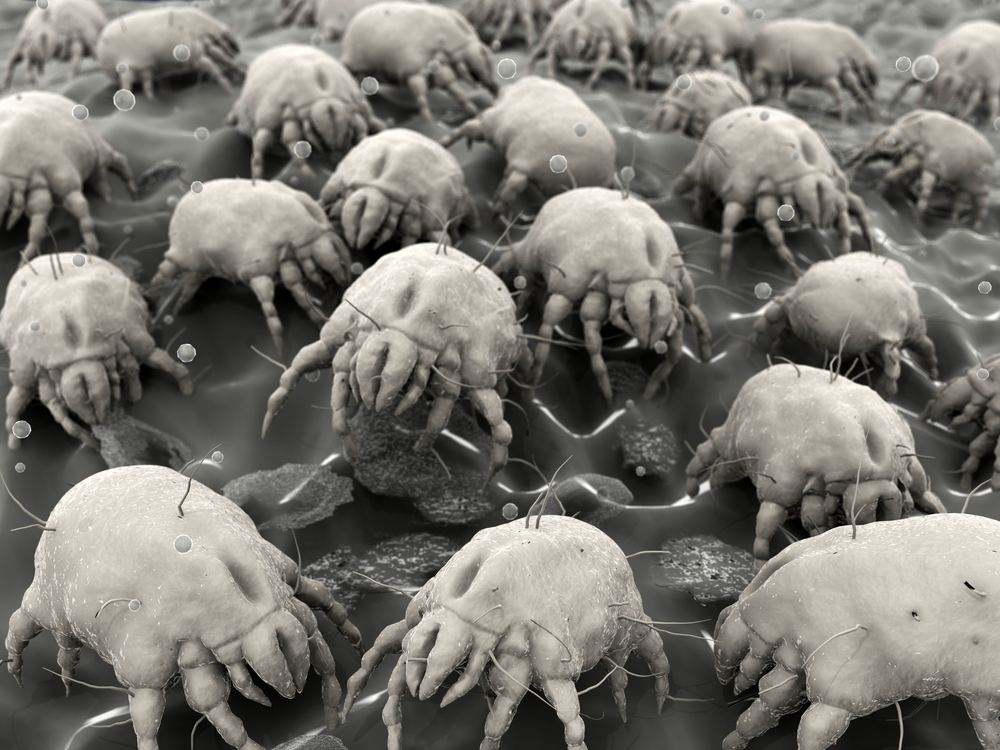 Want to kill dust mites? Stop making your bed, researchers say