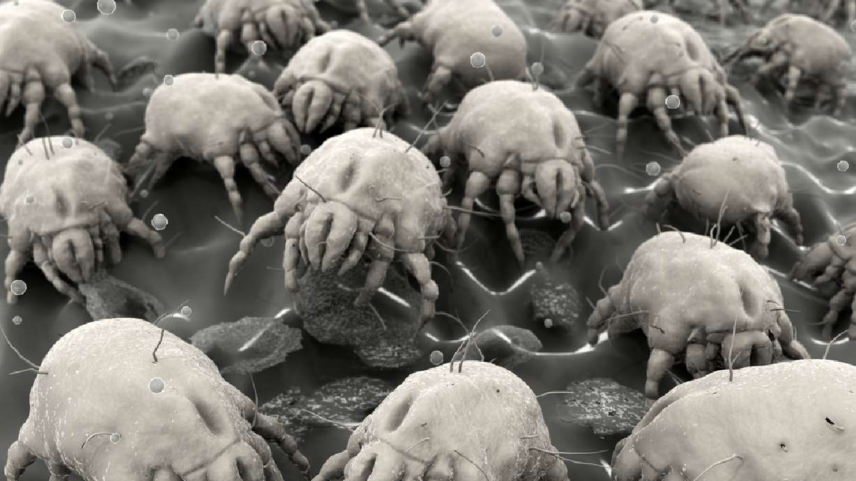 Want to kill dust mites? Stop making your bed, researchers say