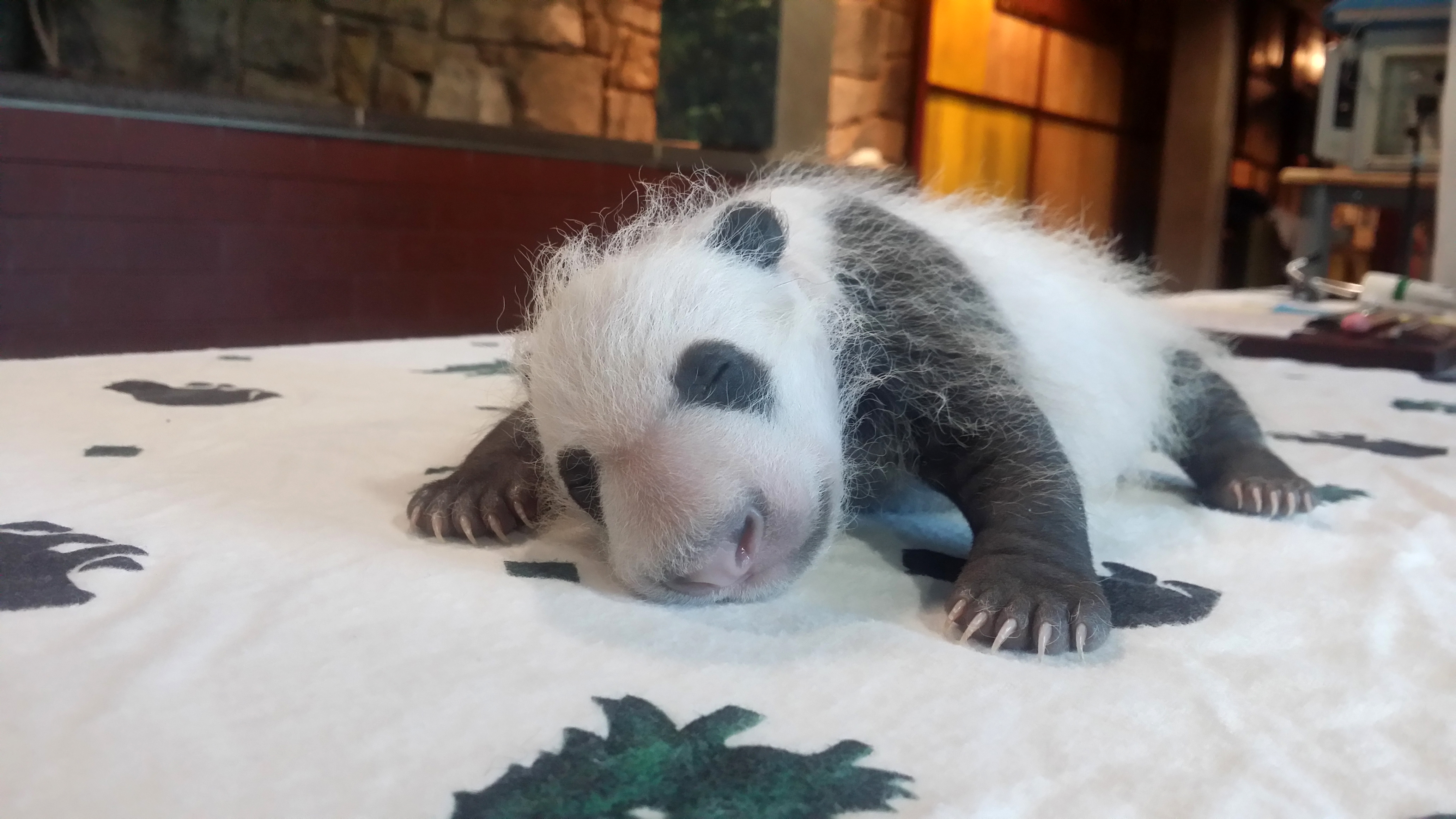 Panda cub at National Zoo is growing, weighs nearly 2 pounds