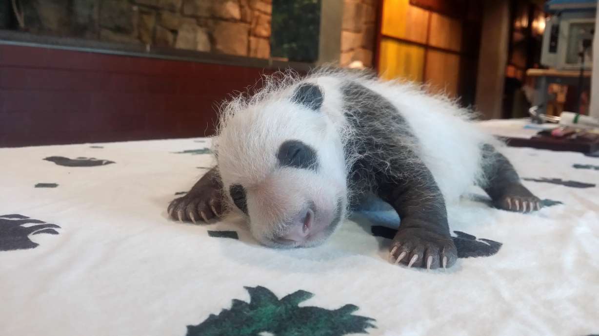 Panda cub at National Zoo is growing, weighs nearly 2 pounds