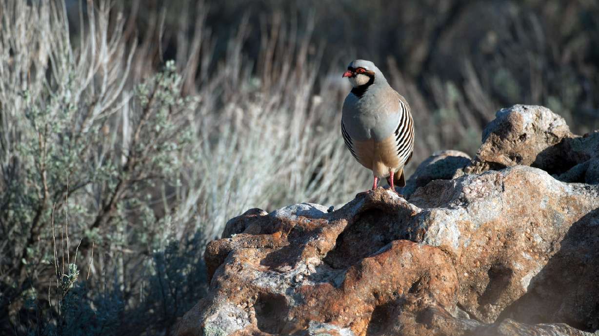 DWR: Best hunting for chukars in 17 years