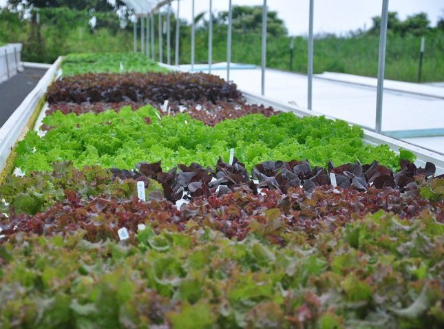 New local company to grow, deliver fresh produce year-round