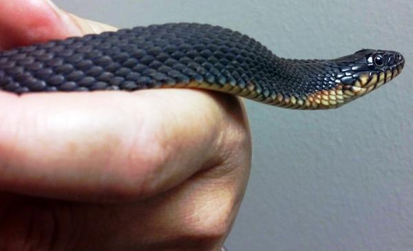 Female watersnake gives birth without male contact