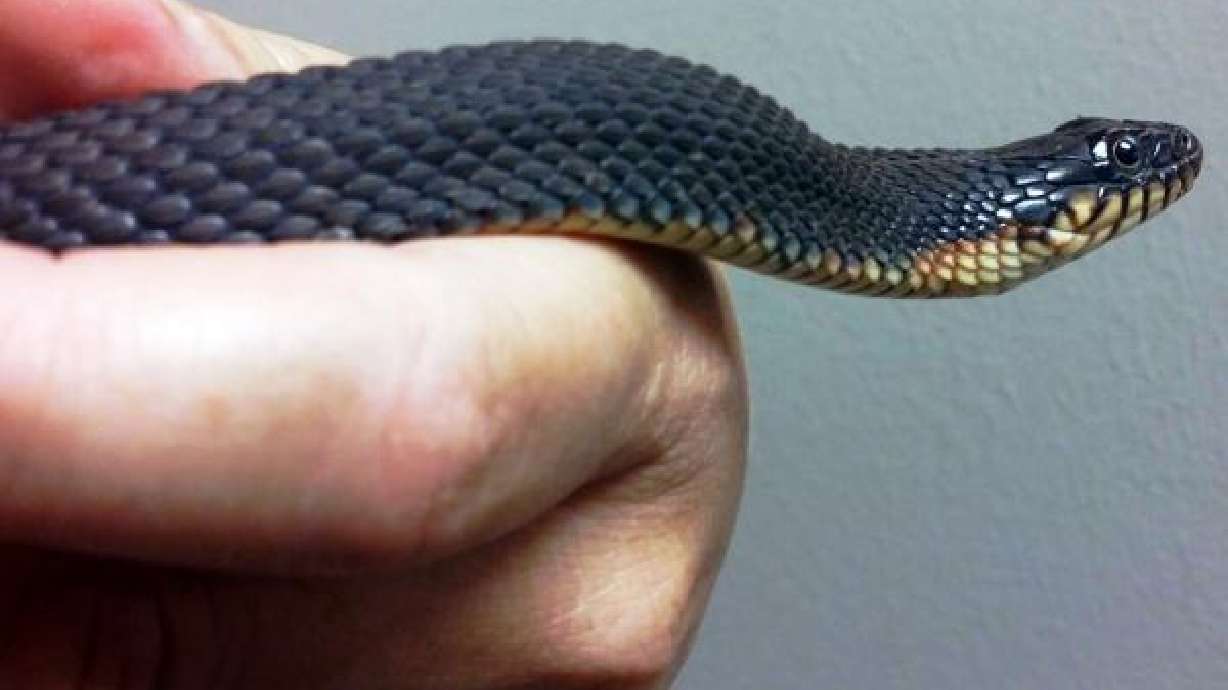Female watersnake gives birth without male contact