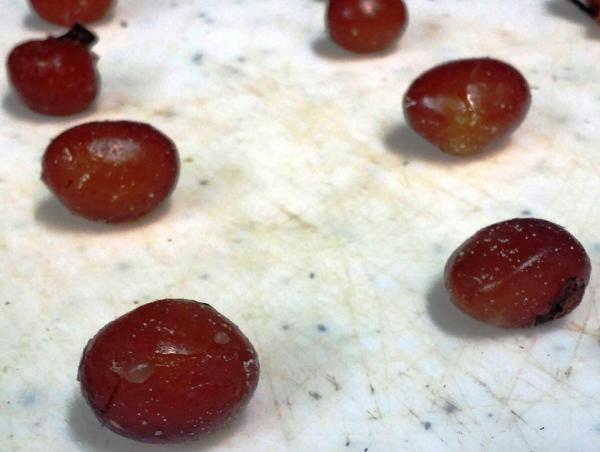 Egg membranes from a female yellow-bellied watersnake at MDC Cape Girardeau Conservation Nature Center that gave birth via parthenogenesis, or asexual reproduction. (Photo: Candice Davis/Missouri Department of Conservation)