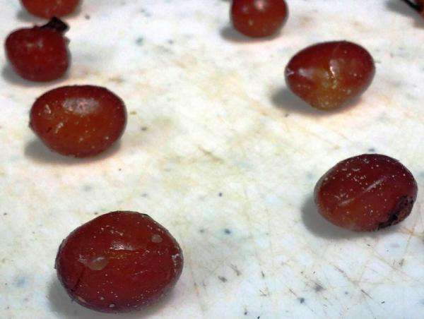 Egg membranes from a female yellow-bellied watersnake at MDC Cape Girardeau Conservation Nature Center that gave birth via parthenogenesis, or asexual reproduction. (Photo: Candice Davis/Missouri Department of Conservation)