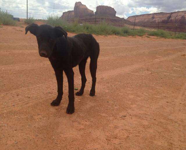 Two local women have rescued nearly 40 unwanted and feral dogs since August when they learned of the poor conditions the dogs were exposed to at the Utah/Arizona border. (Photo: Rachel Cook)