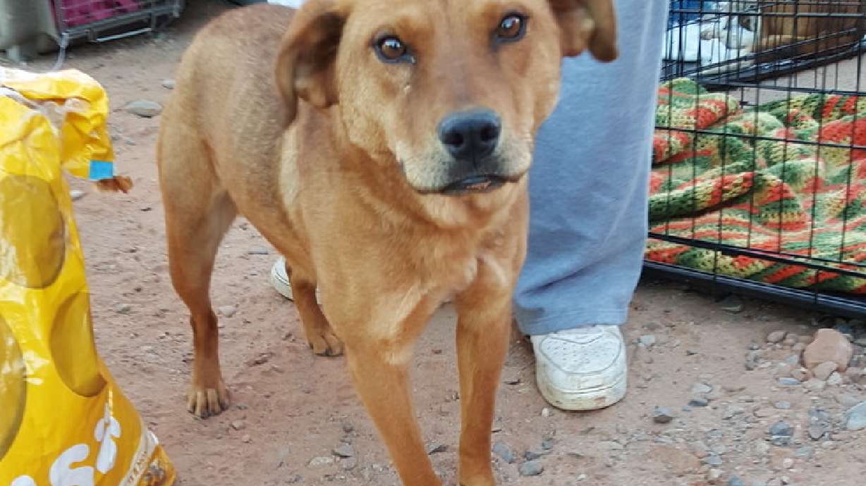 Utah women rescue, rehabilitate nearly 40 abandoned dogs