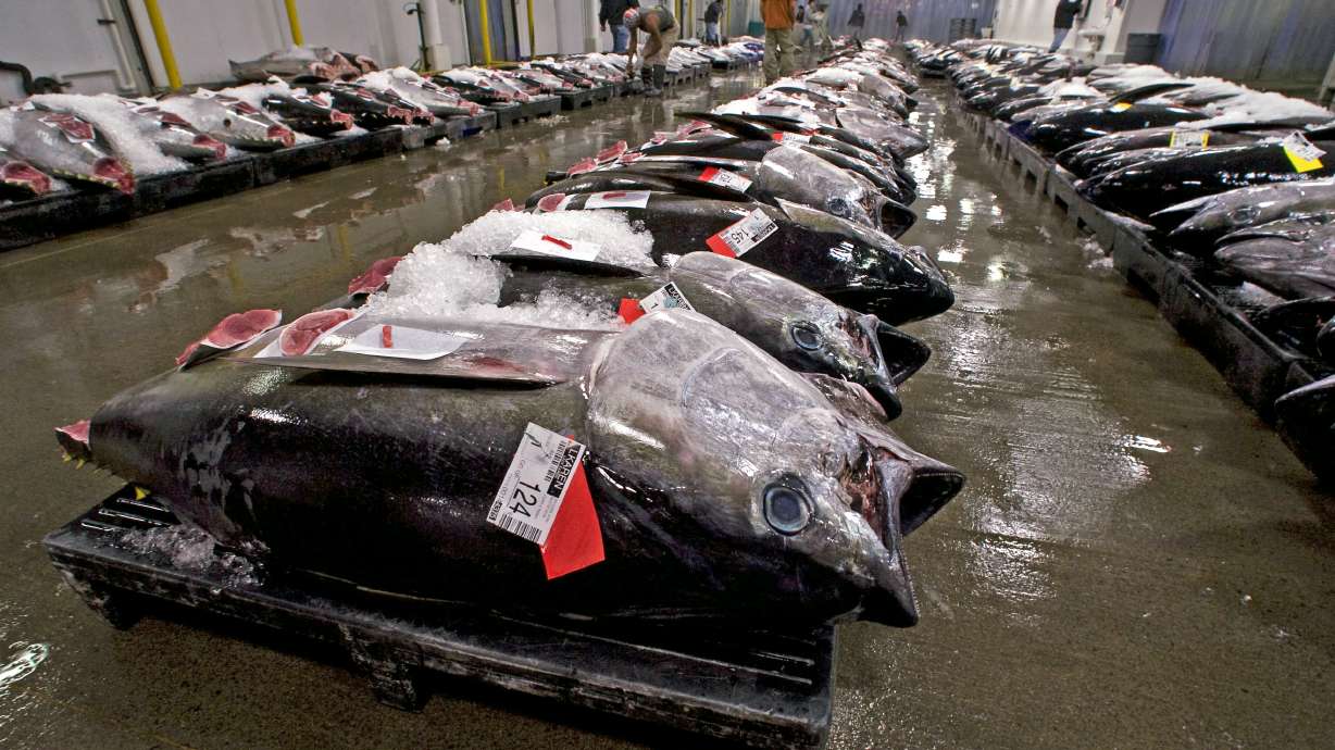 Environmentalists ask court to stop Hawaii tuna quota shift