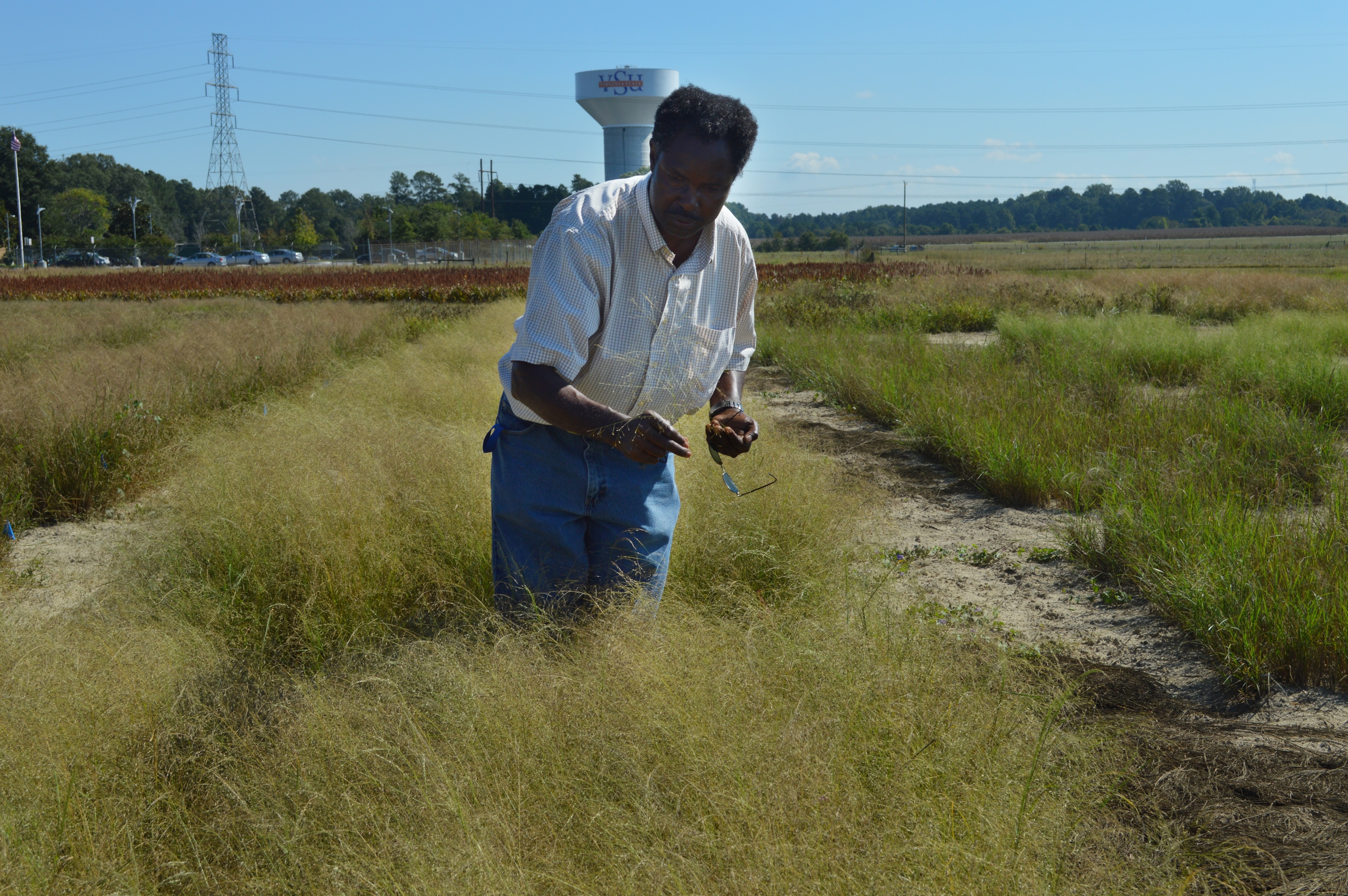 University professor testing foreign grain in Virginia soil
