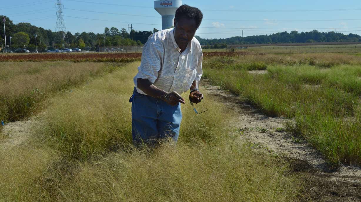 University professor testing foreign grain in Virginia soil