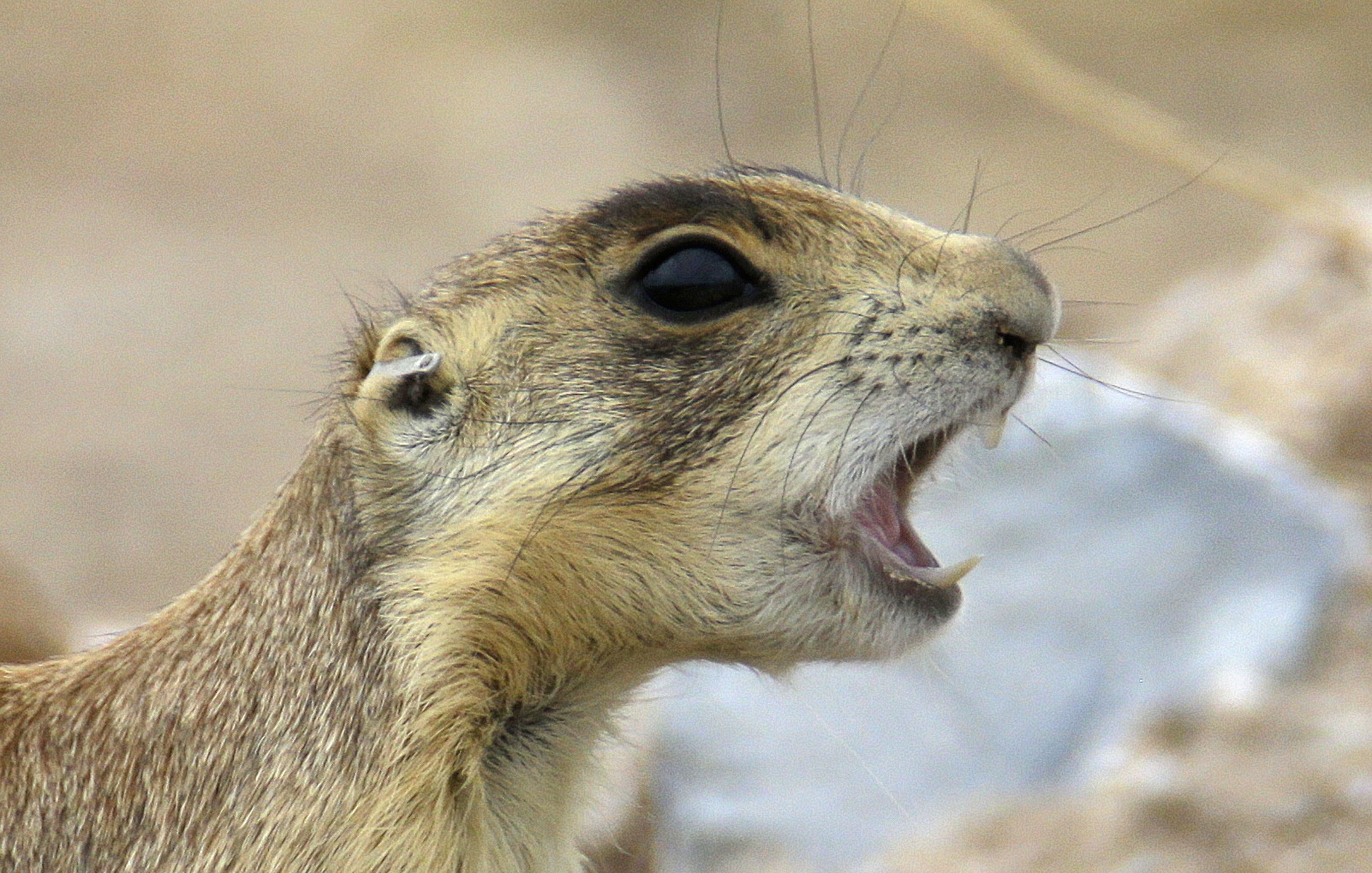 After ruling, Utah removing hundreds of prairie dogs