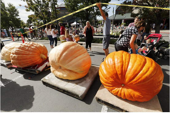 La competencia de las calabazas gigantes en UT llama la atención 