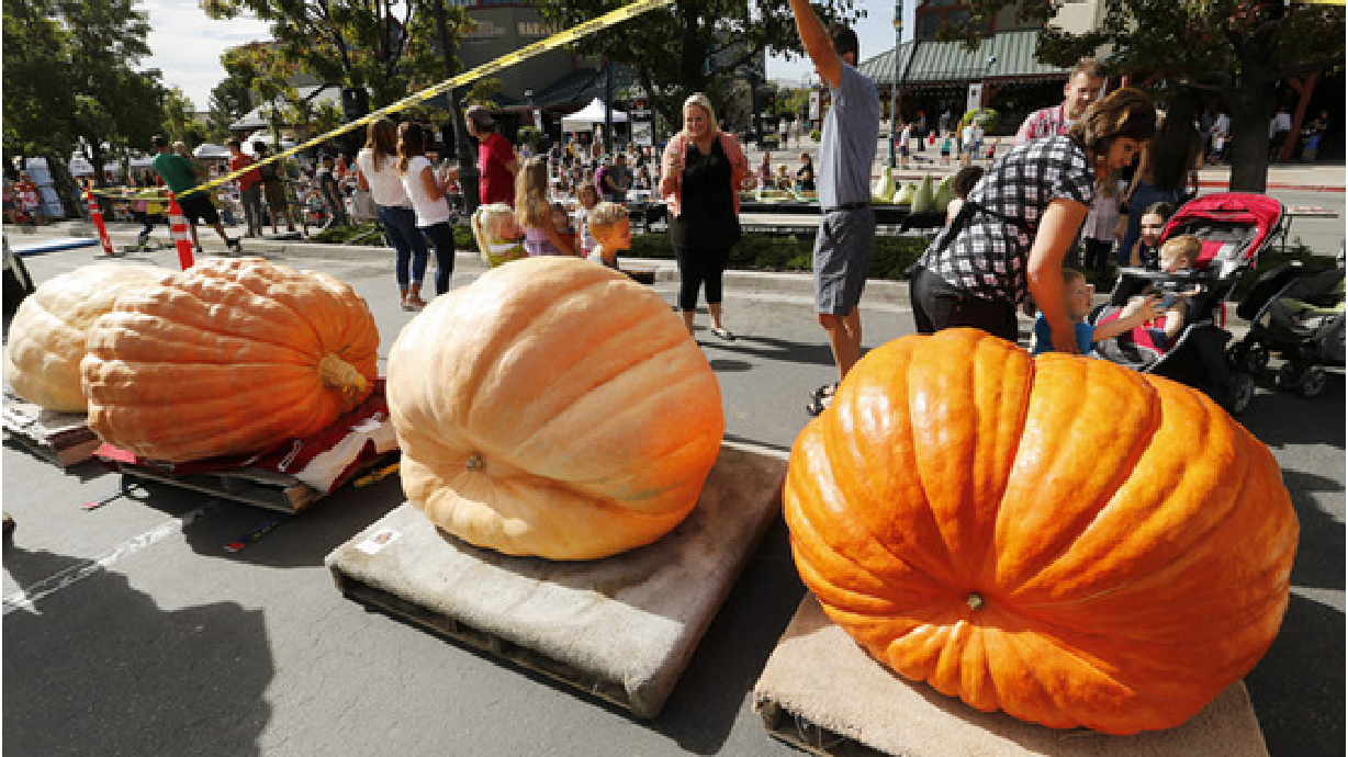 La competencia de las calabazas gigantes en UT llama la atención