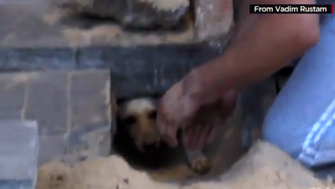 Vecinos rescatan a perra embarazada enterrada debajo de una acera que había sido reparada