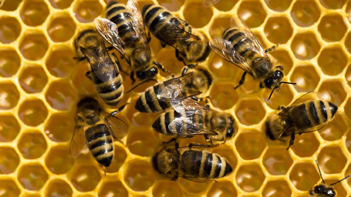 Proposal aims to curb decline in honeybees