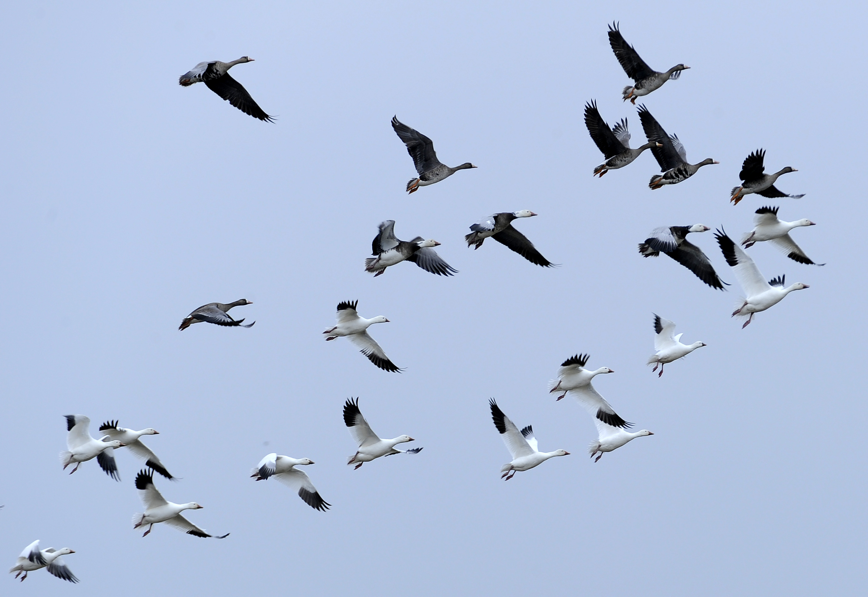 Clarification: Migratory Birds-Protections story