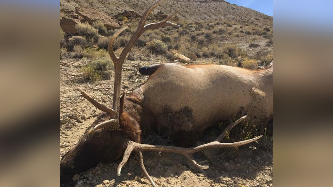Trophy bull elk illegally killed in Book Cliffs; DWR seeks poachers