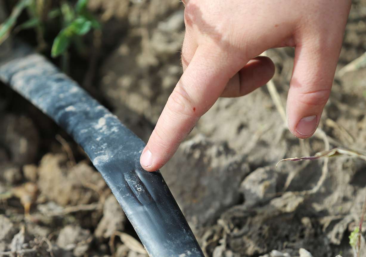Matthew Peterson, a farmer in Ogden, points out one of the water emitters as he talks Monday, Oct. 5, 2015, about his irrigation system for his pumpkins that has drastically reduced his water usage.
(Photo: Scott G Winterton, Deseret News)