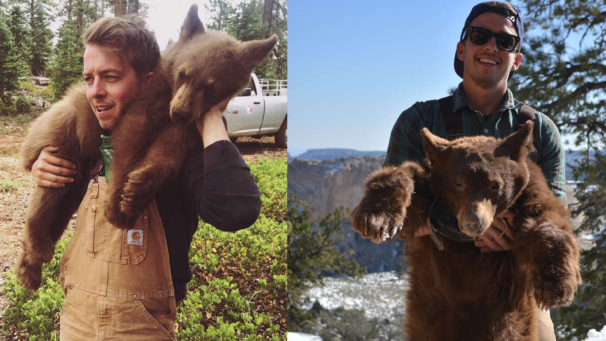 Bear expert talks about behind-the-scenes of tranquilizing, tracking