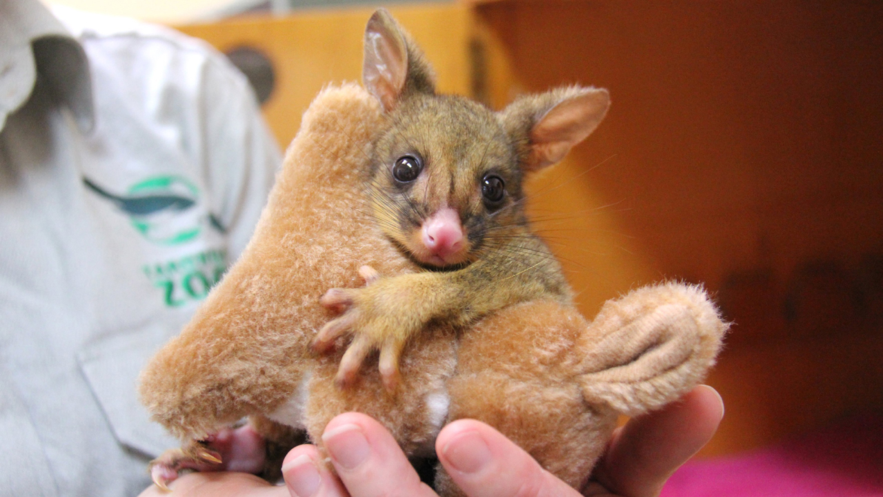 Orphaned baby possum warms hearts, snuggles toy kangaroo
