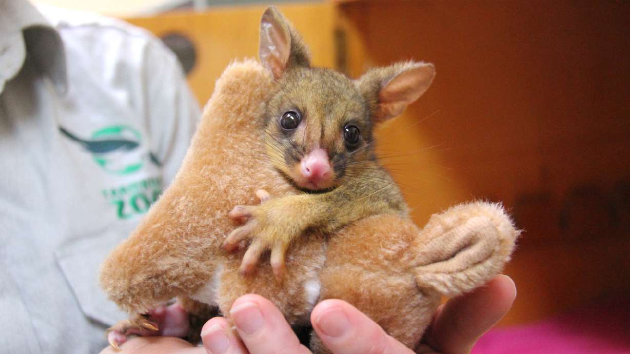 Orphaned baby possum warms hearts, snuggles toy kangaroo
