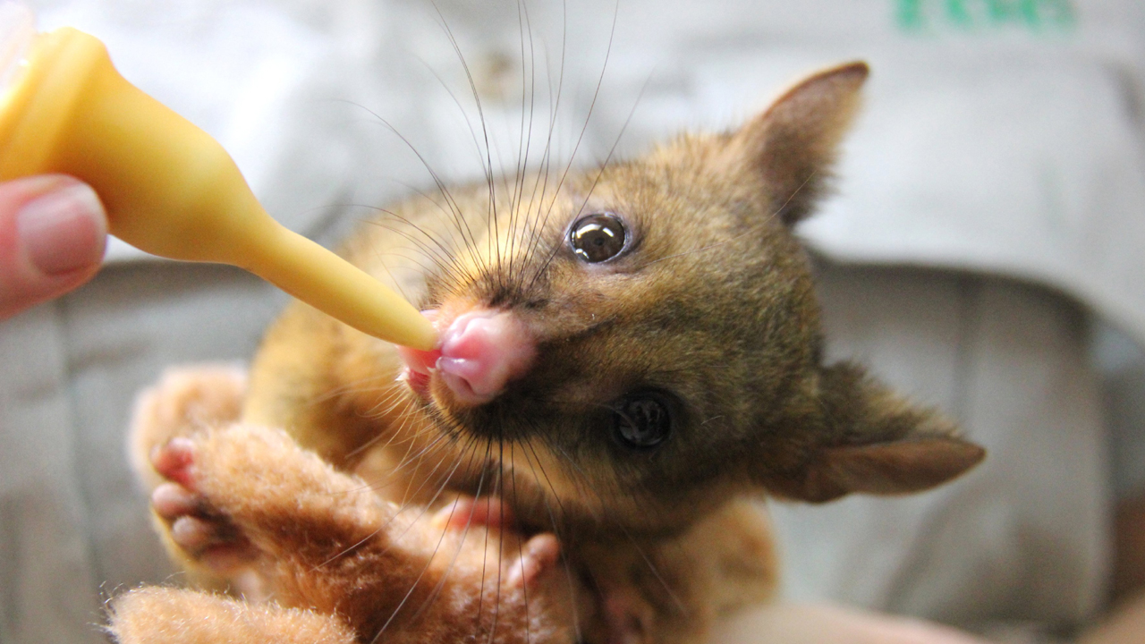 Photo: Taronga Hospital