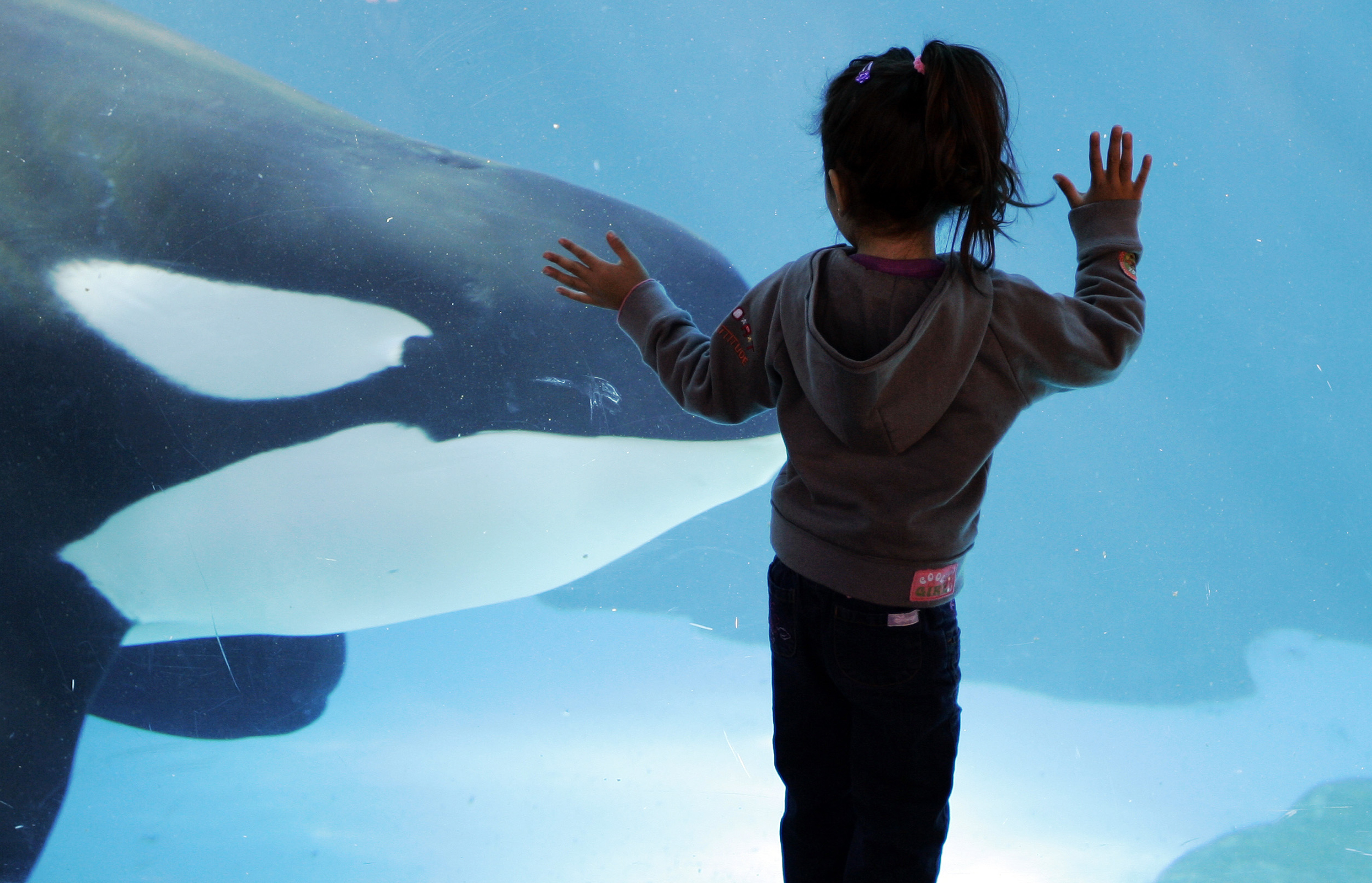 In this Nov. 30, 2006, file photo, a young girl watches through the glass as a killer whale passes by while swimming in a display tank at SeaWorld, in San Diego. Photo: AP Photo