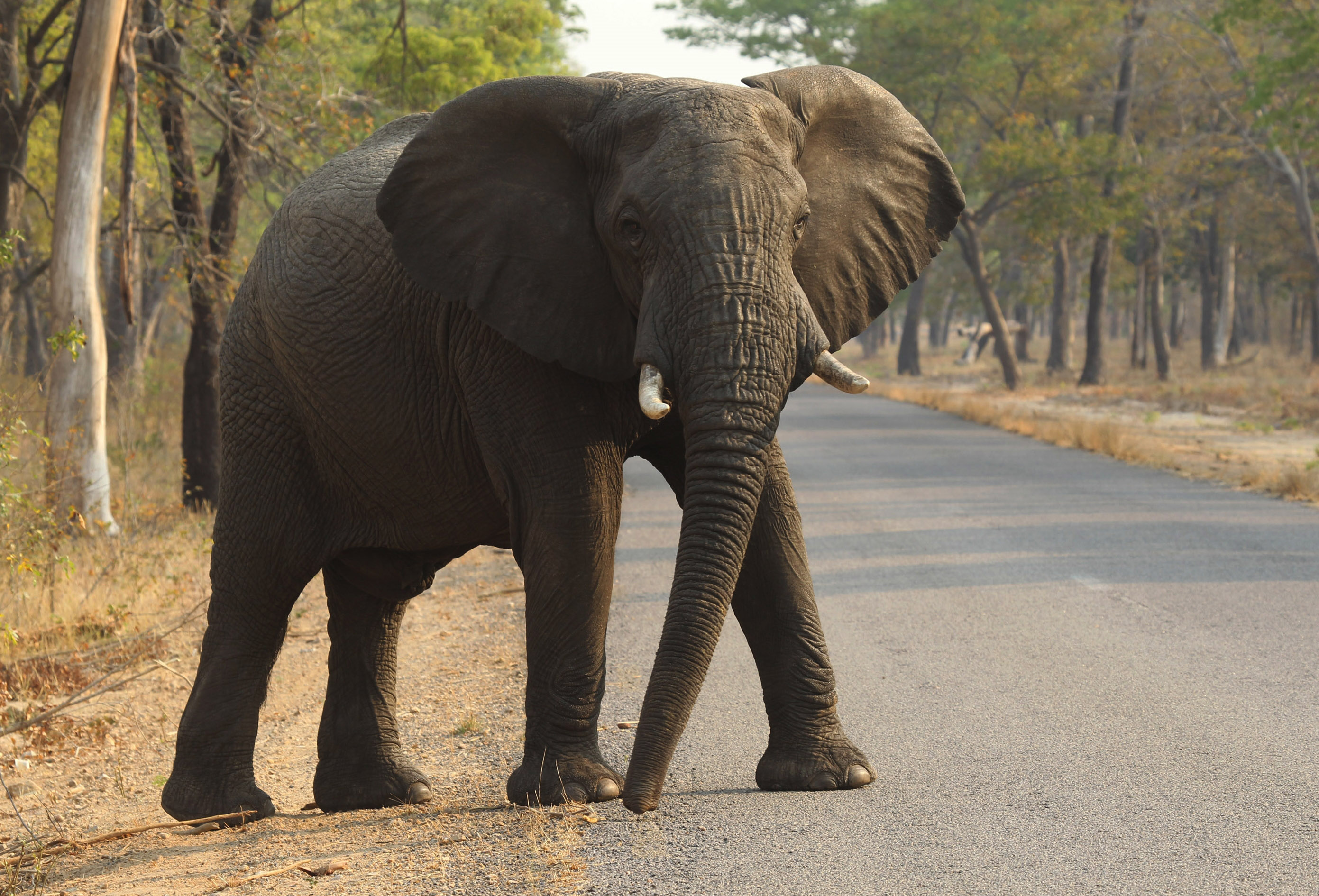 Why is elephant cancer rare? Answer might help treat humans