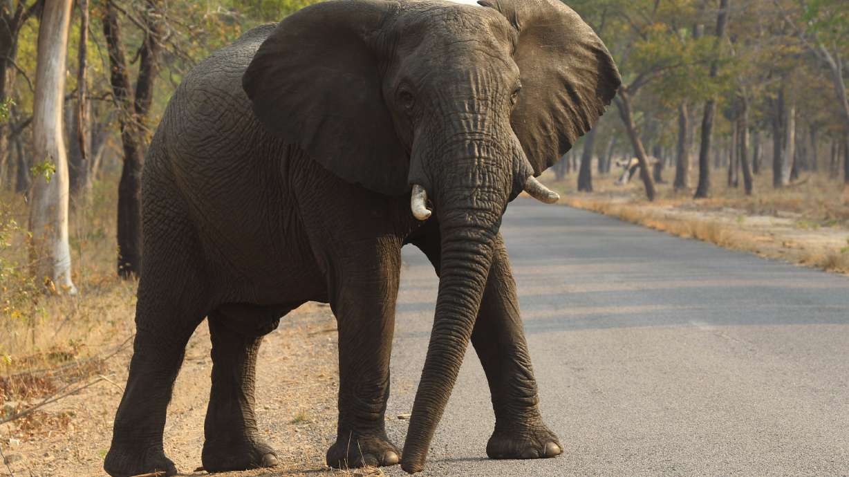 Why is elephant cancer rare? Answer might help treat humans