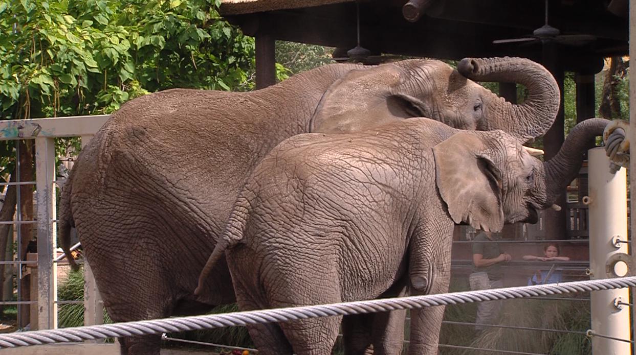 Could elephants' 'superhero' cancer gene protect humans too? | KSL.com