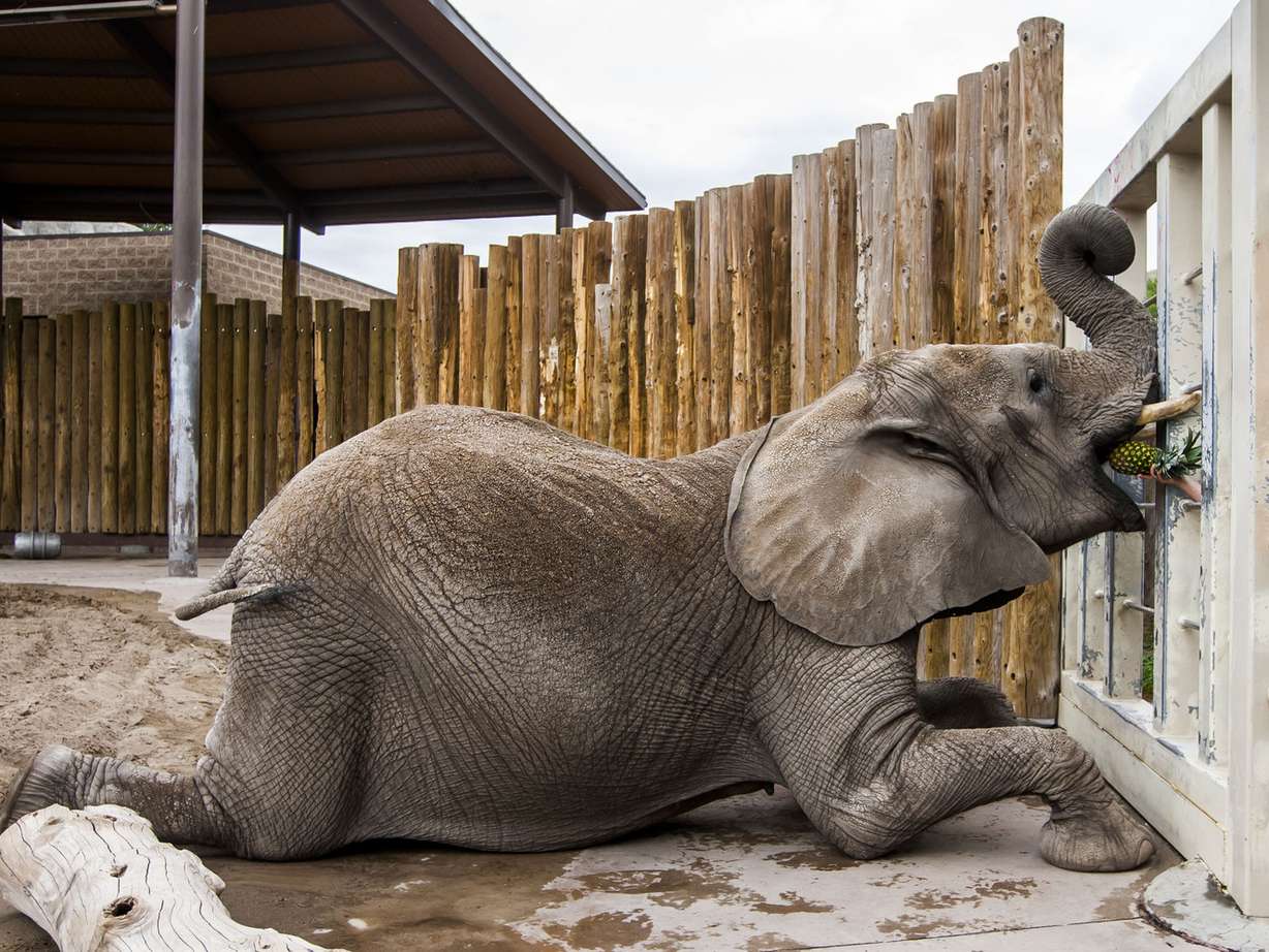 Christie, a 29-year-old elephant, receives a pineapple as a reward after training at the Hogle Zoo in Salt Lake City on Monday, Sept. 14, 2015. Recently, a 55-year-old elephant named Dari passed away at Hogle Zoo and the keepers are giving the remaining elephants extra attention. (Photo: Stacie Scott, Deseret News)