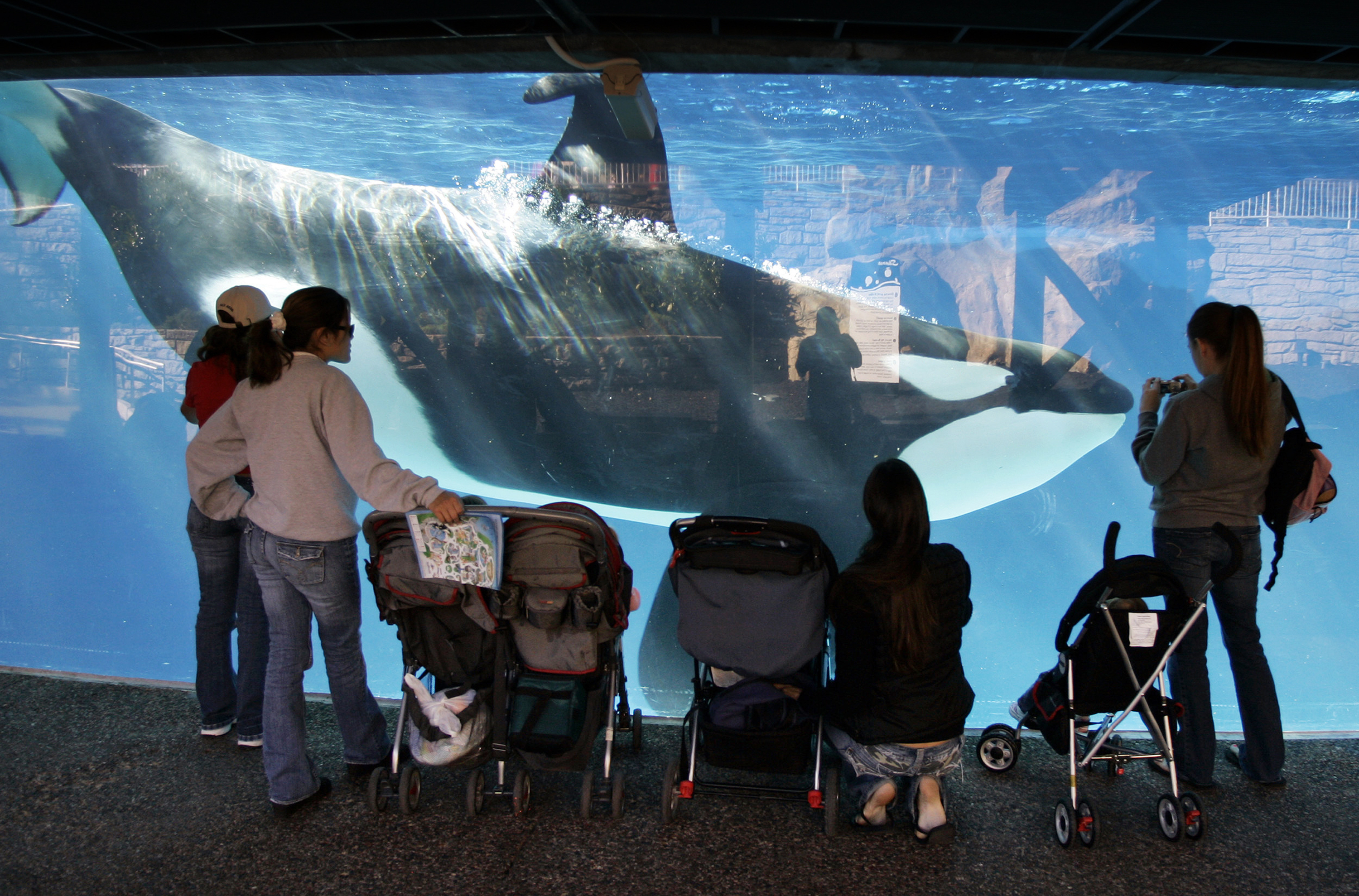 Facing ban on orca breeding, SeaWorld contemplates next move
