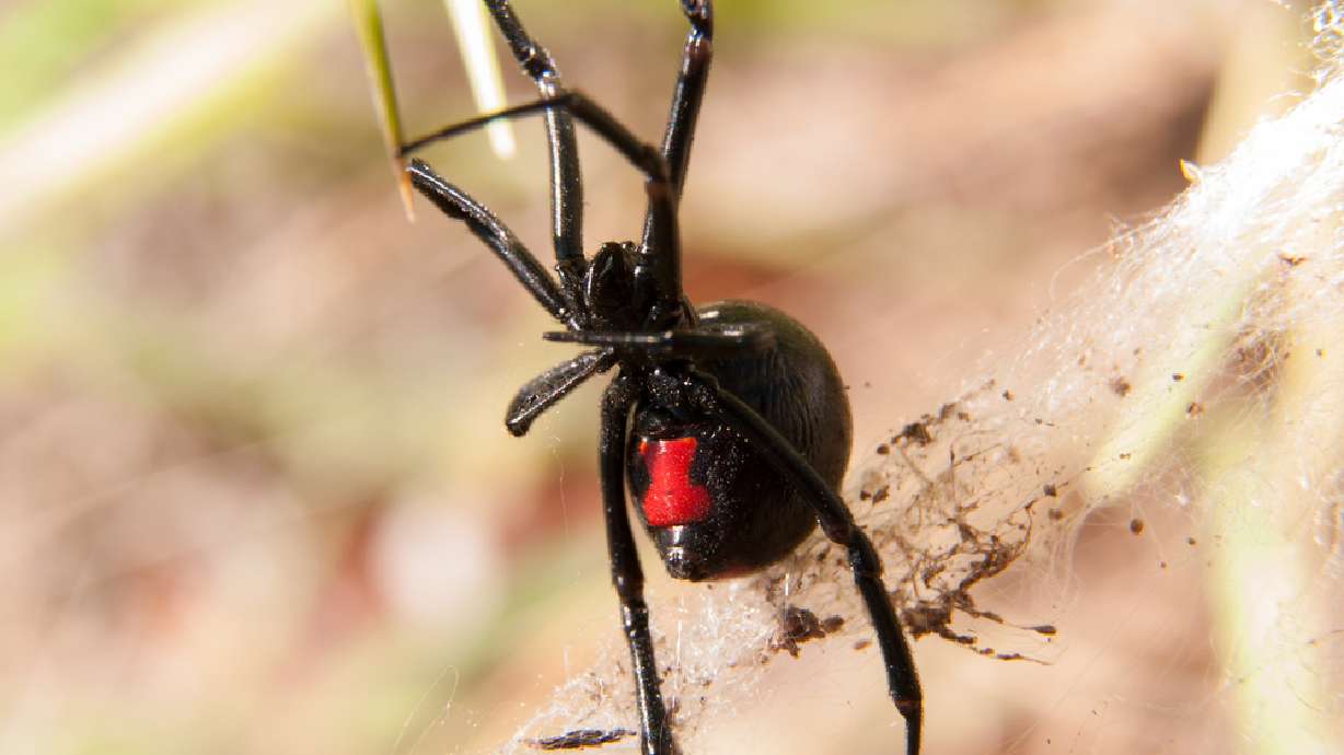 5 of the most common spiders in Utah