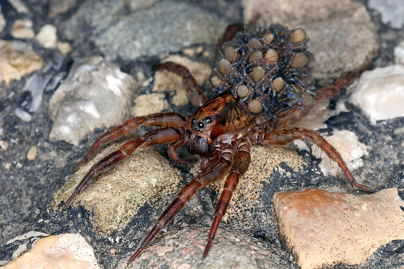 5 of the most common spiders in Utah | KSL.com