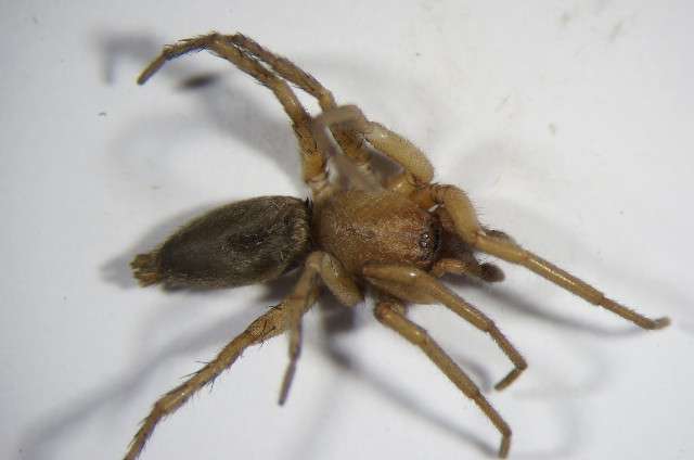 Photo: Zoologische Staatssammlung Muenchen/Wikimedia Commons