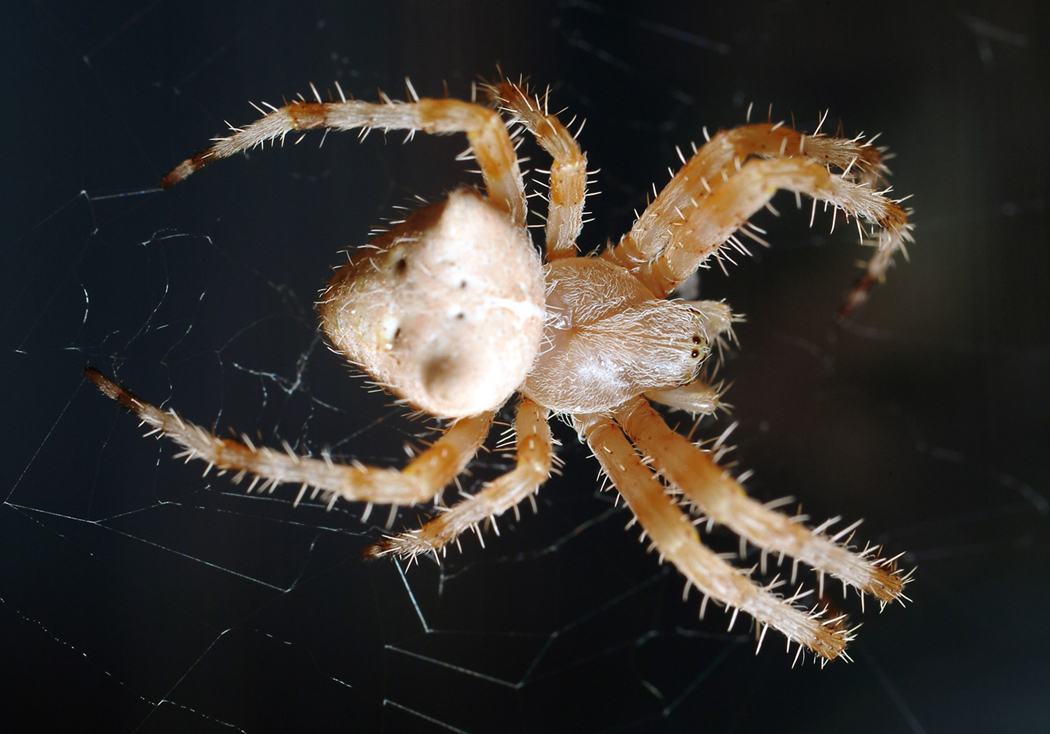 5 of the most common spiders in Utah