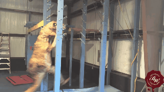 Have You Seen This? T-Rex does 'Ninja Warrior' course