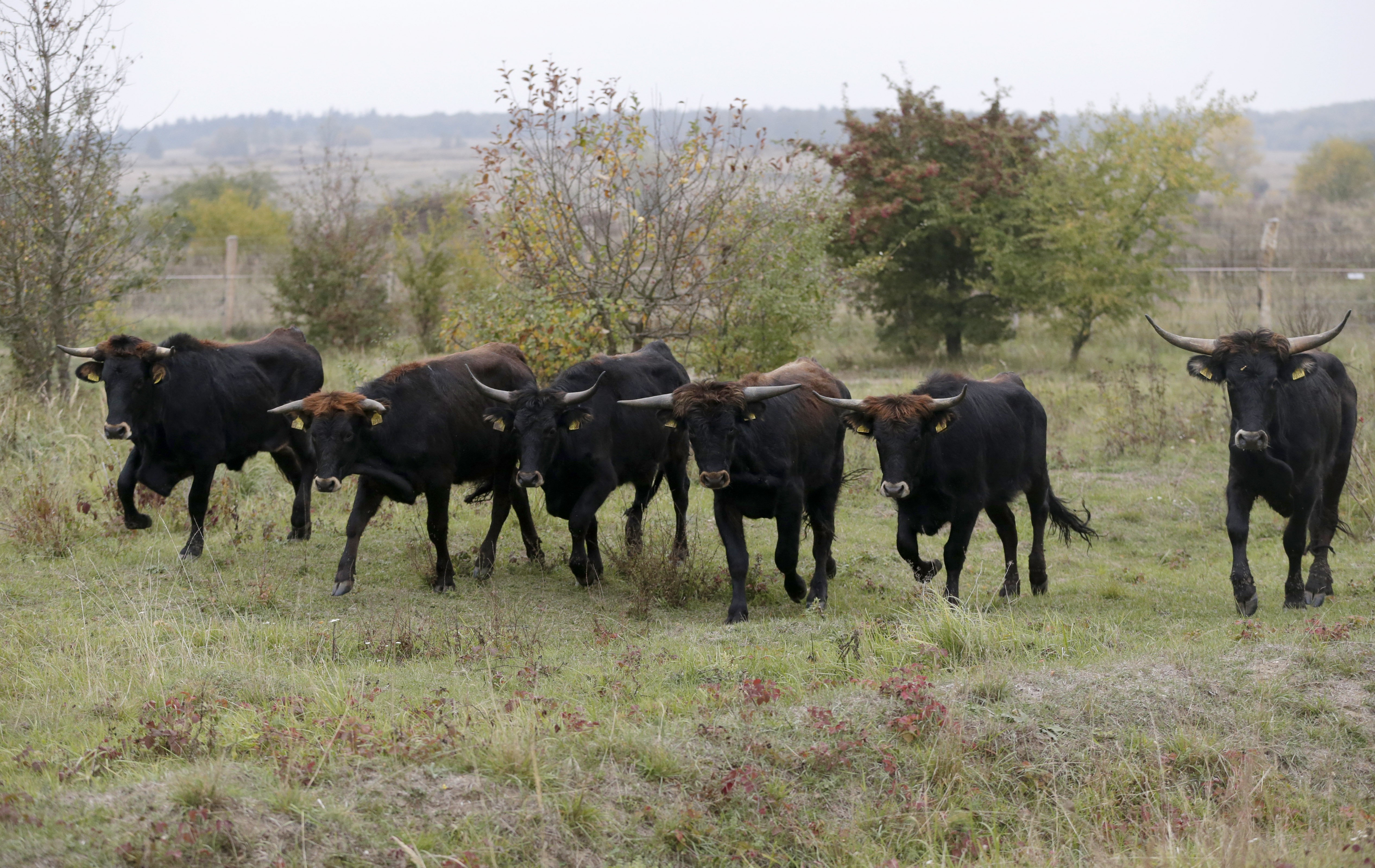 Wild aurochs-like cattle reintroduced in Czech Republic
