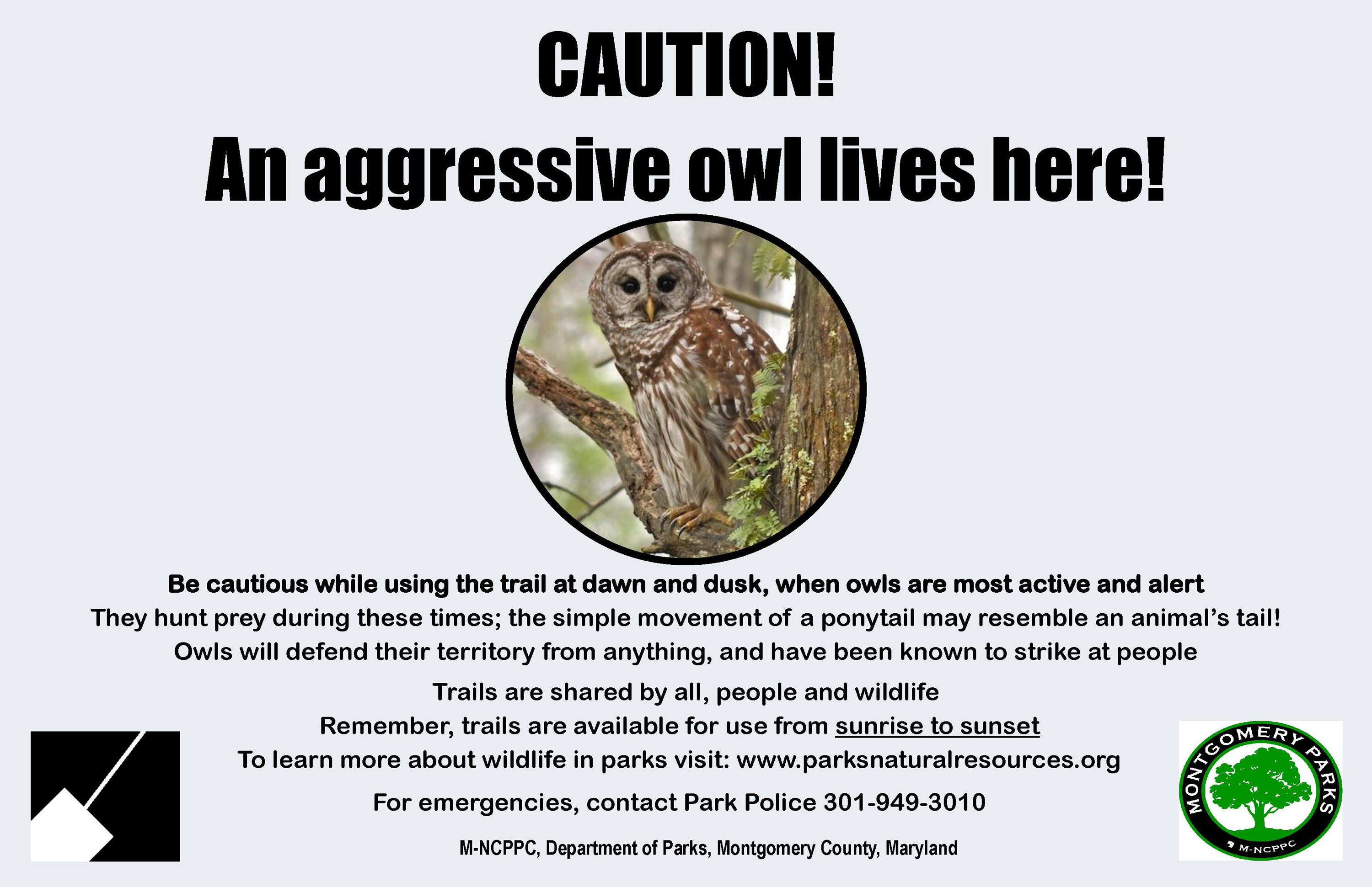Pesky owl at Maryland park doesn't give a hoot about runners