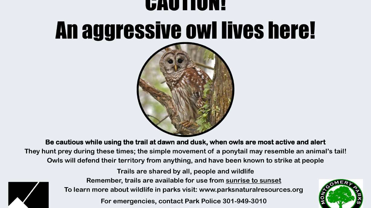 Pesky owl at Maryland park doesn't give a hoot about runners