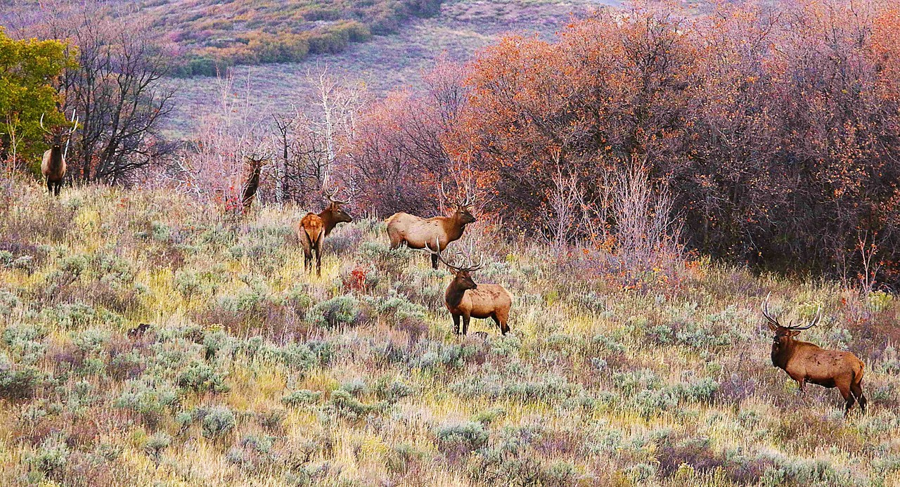 DWR seeks blue Chevy truck in connection with poached bull elk