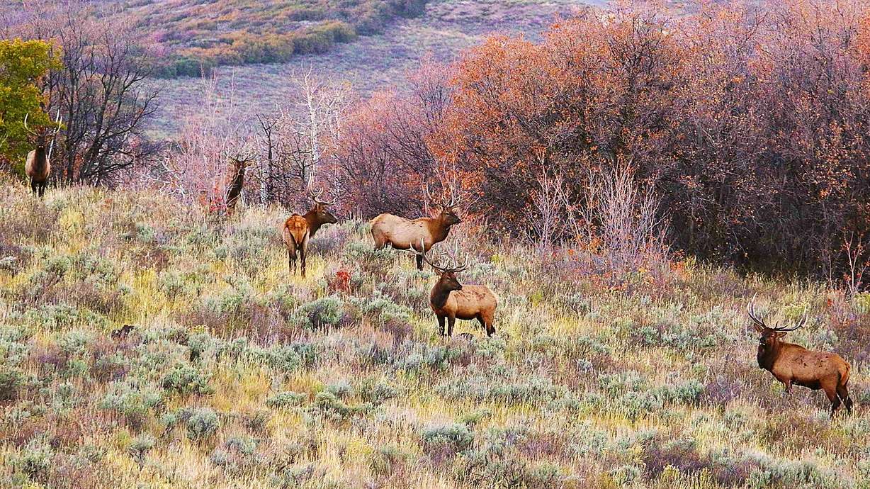 DWR seeks blue Chevy truck in connection with poached bull elk